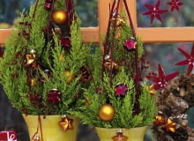 Zypressengesteck: 5/5 Cupressus macrocarpa 'Goldcrest' / Zypresse Cornus / Hartriegel, Citrus / Orangenscheiben Christbaumschmuck, rote Sterne SLOWA KLUCZOWE: GAP Weihnachtsbaumkugeln Stepabfolge Praxis mini Weihnachtsbaum rot gold ZZZ hoch Topf weihnachtlich Weihnachten Dekoration Cupressus macrocarpa Cupressus innen Gesteck Floristik Fenster 000 Advent