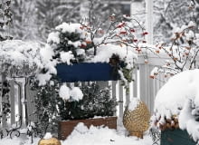 BALKON IM WINTER MIT BUCHSBAUM KASTEN: WACHOLDER, FICHTE, ZIERAPFEL, COTONEASTER SLOWA KLUCZOWE: quer ZZZ gesamt GAP Laubgeh^lze 000 Winter Schnee Geh^lze Picea Zierapfel drau?en Balkon Balkonkasten Topf BALKONGELfNDER
