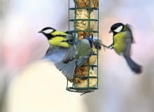 Dokarmiajmy ptaki, dopóki zaglądają do karmnika. Gdy będą już mogły same znaleźć pożywienie, przestaną go odwiedzać. Dokarmiajmy ptaki, dopóki zaglądają do karmnika. Gdy będą już mogły same znaleźć pożywienie, przestaną go odwiedzać.