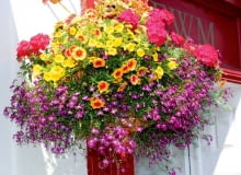 Pomysł na tę rabatę polega na zestawieniu mocnego różu werbeny z ostrą żółcią petunii Million Bells. Aby urozmaicić kolorystykę kompozycji, dodano pomarańczowy akcent w postaci dorodnej petunii. Z każdego kosza powinno się coś zwieszać, wypełniać przestrzeń masą kwiatów i listków. Tutaj tę rolę pełni delikatna lobelia o malutkich purpurowych kwiatkach z białymi oczkami. Pomysł na tę rabatę polega na zestawieniu mocnego różu werbeny z ostrą żółcią petunii Million Bells. Aby urozmaicić kolorystykę kompozycji, dodano pomarańczowy akcent w postaci dorodnej petunii. Z każdego kosza powinno się coś zwieszać, wypełniać przestrzeń masą kwiatów i listków. Tutaj tę rolę pełni delikatna lobelia o malutkich purpurowych kwiatkach z białymi oczkami.