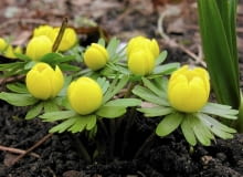 ROSLINY CEBULOWE KWIATY RANNIK ZIMOWY ERANTHIS HYEMALIS FOT. KATARZYNA BELLINGHAM PUBLIKACJA KWIETNIK NR 3 (147) - 3 2007 SLOWA KLUCZOWE: ROSLINY KWIATY ZDJĘCIE DO WKŁADKI: PUBLIKACJA KWIETNIK NR 3 (147) - CZASOPISMA