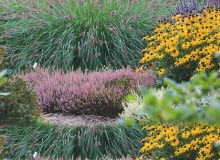 Puszysta rozplenica 1rabata w sloncu Zastosowanie bylin - plan oglny