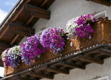 Surfinia, kwiaty balkonowe