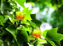 Tulipanowce to bardzo urodziwe rośliny. Szczególnie jesienią pokazują się "z najlepszej strony" 30.05.2007 LONDYN , HOLLAND PARK , DRZEWO LISCIASTE - TULIPANOWIEC AMERYKANSKI ( ( LIRIODENDRON TULIPIFERA L. ) , KWIATY DLA CZASOPISMA OGRODY KWIETNIK FOT. ARKADIUSZ SCICHOCKI / AGENCJA GAZETA PUBLIKACJA OGRODY NR 6 (134) - 6 2010