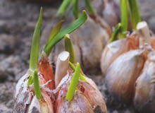 TE GŁÓWKI CZOSNKU czekają na podział i posadzenie w gruncie - zaczęły już z nich wyrastać liście. TE GŁÓWKI CZOSNKU czekają na podział i posadzenie w gruncie - zaczęły już z nich wyrastać liście.