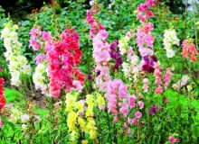 Wyżlin większy, lwia paszcza Wyżlin większy, lwia paszcza