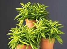 Peperomie słyną z ozdobnych liści. "Happy Bean (na zdjęciu) ma je wyjątkowo oryginalne - każdy przypomina smakowitą fasolkę, ale roślina nie jest jadalna. Niezwykłe liście są zebrane w rozety -gwiazdy.