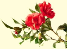 Kamelia 'DESIRE' Kamelia 'DESIRE'