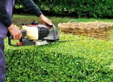 Do strzyżenia większych żywopłotów wskazane jest użycie elektrycznych lub motorowych nożyc, do mniejszych - ręcznych żywopłot