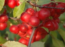 Jabłoń ozdobna (Malus) 'Ola' Jabłoń ozdobna (Malus) 'Ola'