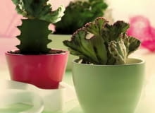 Sukulenty, Wilczomlecz mleczny 'Monstruosa'