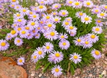 Aster alpejski