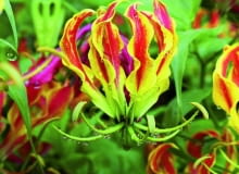 Żółto-czerwone płatki gloriozy mają faliste brzegi. W kwiecie układają się na kształt korony.