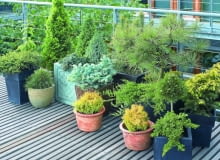 Każdą skrzynię czy donicę trzeba ustawić na nogach (np. drewnianych belkach lub podstawkach na kółkach), aby podłoga łatwo przesychała. 23.05.2006 WARSZAWA DLA CZTERY KATY BALKON , TARAS , ROSLINY ,IGLAK IGLAKI IGLASTE , KOMPOZYCJA STYLIZACJA ANETA KOSIBA FOT. LUKASZ ZANDECKI / AGENCJA GAZETA PUBLIKACJA KWIETNIK NR 10 (142) - 10.2006