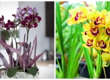 Najbardziej popularne storczyki. Od lewej falenopsis i cymbidium Najbardziej popularne storczyki. Od lewej falenopsis i cymbidium