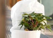 B26.09.2006 WARSZAWADLA CZTERY KATYOCHRONA ROSLIN PRZED ZIMA MROZEM CHLODEMOKRYWAC OKRYWANIE ZIMA MROZ CHLOD ROSLINA ROSLINYSTYLIZACJA ANETA KOSIBA ANNA SKORKOWSKAFOT. LUKASZ ZANDECKI / AGENCJA GAZETAPUBLIKACJA CZTERY KATY NR 12 (182) - 12.2006PUBLIKACJA LADNY DOM NUMER SPECJALNY - LADNY OGROD 1 / 2012 - 4 2012