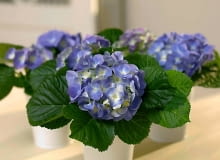 Hortensja 'Renate Steiniger'