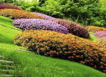 Niecierpki nadają się na barwne kobierce. Niecierpki nadają się na barwne kobierce.