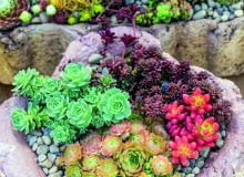 Rozchodniki i rojniki mogą przetrwać zimę w kamiennej misie wypełnionej garstką suchego piasku. Rozchodniki i rojniki mogą przetrwać zimę w kamiennej misie wypełnionej garstką suchego piasku.