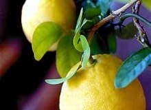 Cytryna skierniewicka (Citrus limon) 'Ponderosa' 06.01.2000. WROCLAW DUZE CYTRYNY WYCHODOWANE W DOMU PRZEZ EMERYTKE PANIA KWIATKOWSKA WE WROCLAWIU FOT. RADOSLAW BUGAJSKI XFS PUBLIKACJA PORADNIK DOMOWY NR 10 (146) - 10.2002