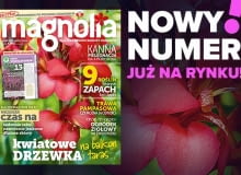 Magazyn Magnolia