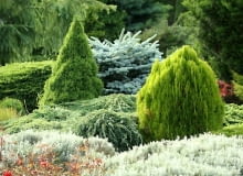 Ogrody - zdjęcia. Kompozycja szaro - złota ze świerkami (pospolitym 'Nidiformis', kłującym 'Glauca Globosa' i białym 'Conica'), jałowcem łuskowym 'Blue Carpet', tują wschodnią i sezonową santoliną. 28.06.2005 DOBRZYCA FIRMA OGRODNICZA HORTULUS OGRODY POKAZOWE DRZEWA KRZEWY IGLASTE POKROJ KOMPOZYCJA ROSLINNA FOT. PAWEL SLOMCZYNSKI / AGENCJA GAZETA UWAGA PUBLIKUJAC NALEZY UMIESCIC POD ZDJECIEM NAZWE FIRMY HORTULUS iglaki kompozycje