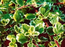 Plektrantus to roślina przeznaczona do uprawy w skrzynkach i pojemnikach. Jest traktowana jako sezonowa, ale można ją przechować przez zimę podobnie jak pelargonie. Ścięte pędy łatwo się ukorzeniają, wiosną warto więc przygotować sadzonki (przycinając roślinę mateczną). ONE TIME USE ONLY DO JEDNOKROTNEJ PUBLIKACJI