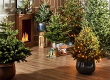 Choinka w doniczce Choinka w doniczce