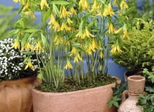 01A9564D - Uvularia grandiflora