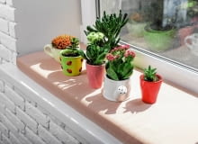 Sukulenty (m.in. kalanchoe i grubosze) doskonale znoszą długotrwałą suszę, zarówno tę w przyrodzie, jak i w mieszkaniu. Sukulenty (m.in. kalanchoe i grubosze) doskonale znoszą długotrwałą suszę, zarówno tę w przyrodzie, jak i w mieszkaniu.