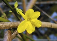 jasminowiec jasminowiec