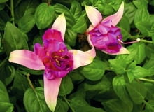 Fuksja 'Peppermint Candy' nowości kwiatowe, kwiaty na balkon, Fuksja 'Peppermint Candy'