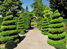 Dekoracyjnie uformowane krzewy to atrakcja wielu historycznych parków. Dekoracyjnie uformowane krzewy to atrakcja wielu historycznych parków.