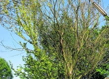 Okaz porażony przez holenderską chorobę wiązów już latem w błyskawicznym tempie traci liście. Okaz porażony przez holenderską chorobę wiązów już latem w błyskawicznym tempie traci liście.