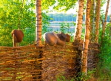 Taki płot możemy zrobić własnoręcznie. Wbijamy mocno kijki w podłoże i przeplatamy przez nie gałęzie naprzemiennie, dociskając je za każdym razem do dołu. Gotowy płot wyciągamy z ziemi i przenosimy w docelowe. Dwa stare garnki powieszone na płocie i gotowe. Taki płot możemy zrobić własnoręcznie. Wbijamy mocno kijki w podłoże i przeplatamy przez nie gałęzie naprzemiennie, dociskając je za każdym razem do dołu. Gotowy płot wyciągamy z ziemi i przenosimy w docelowe. Dwa stare garnki powieszone na płocie i gotowe.