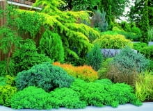 Iglaki są bardziej przewidywalne niż zmienne rośliny liściaste - i to ich niewątpliwa zaleta. Iglaki są bardziej przewidywalne niż zmienne rośliny liściaste - i to ich niewątpliwa zaleta.