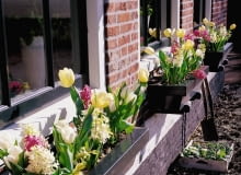 Kwiaty cebulowe: hiacynty i tulipany w pastelowej kolorystyce. W zacisznych, słonecznych miejscach rośliny zakwitają znacznie wcześniej Kwiaty cebulowe: hiacynty i tulipany w pastelowej kolorystyce. W zacisznych, słonecznych miejscach rośliny zakwitają znacznie wcześniej