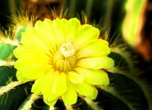 Aby Notocactus magnificus mógł zakwitnąć, musi zimą odpocząć bez podlewania w temp. ok. 5°C. lightofchairat shutterstock