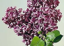 <b>Pełnia wiosny</b> (20 maja - 10 czerwca)<br> Rozwijają się liście robinii (akacji), kwitną: bez lilak, jarzębina, kasztanowiec, piwonia lekarska i rogownica.<br> Prace w ogrodzie: ukorzeniamy sadzonki zielne, zwalczamy przędziorki na świerkach, kosimy trawniki. str