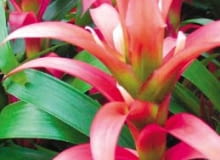 Guzmania języczkowata. Ma drobne białe lub żółte kwiaty i czerwone przykwiatki