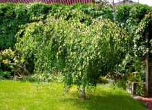 OGROD DRZEWO LISCIASTE BRZOZA BRODAWKOWATA BETULA VERRUCOSA ' YOUNGII ' FOT. MALGORZATA DYRSKA PUBLIKACJA KWIETNIK NR 1 (169) - 1 2009