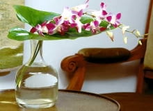 Cięte gałązki denrobium 'Sonia Kanya' są niedrogie i bardzo trwałe. Cięte gałązki denrobium 'Sonia Kanya' są niedrogie i bardzo trwałe.