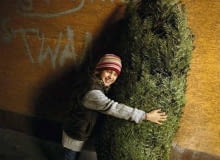 Jeśli chcemy sprawdzić, czy choinka jest świeżo ścięta, postukajmy nią o ziemię. Nie powinny sie z niej sypać igły. Jeśli chcemy sprawdzić, czy choinka jest świeżo ścięta, postukajmy nią o ziemię. Nie powinny sie z niej sypać igły.