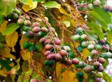 Dla pnącza kiwi najlepszym miejscem w ogrodzie będzie kącik słoneczny, osłonięty od wiatru, najlepiej przy południowo-zachodniej lub zachodniej stronie domu Dla pnącza kiwi najlepszym miejscem w ogrodzie będzie kącik słoneczny, osłonięty od wiatru, najlepiej przy południowo-zachodniej lub zachodniej stronie domu