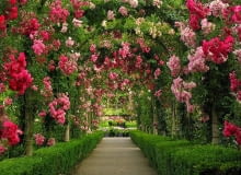 Ogrody Butchar, Kanada ogrody, róże