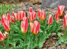 B6043X Tulipan kaufmanna 'Ancilla' to jedna z czołowych odmian tej grupy. Kwitnie pod koniec marca. Wzdłuż czerwonego środka płatków ma białe obrzeżenie, które stopniowo różowieje.