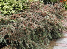 01A93QAU - Cotoneaster horizontalis