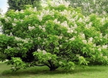 SURMIA BIGNONIOWA (CATALPA BIGNONIOIDES). W naturze rośnie w USA, Chinach i Tybecie. Dorasta do 10 m wysokości. Jej liście są szeroko jajowate, klapowane. Kwiaty tego gatunku mają biały kolor, a płatki ozdabiają czerwone i żółte kropki. Najlepiej rośnie na żyznym i lekko wilgotnym podłożu, w miejscu słonecznym. catalpa bignonioides 'aurea' flowering in july cambridge botanic garden