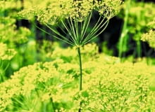 Koper nie ma dużych wymagań uprawowych Koper nie ma dużych wymagań uprawowych