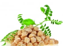 Ciecierzyca Ciecierzyca